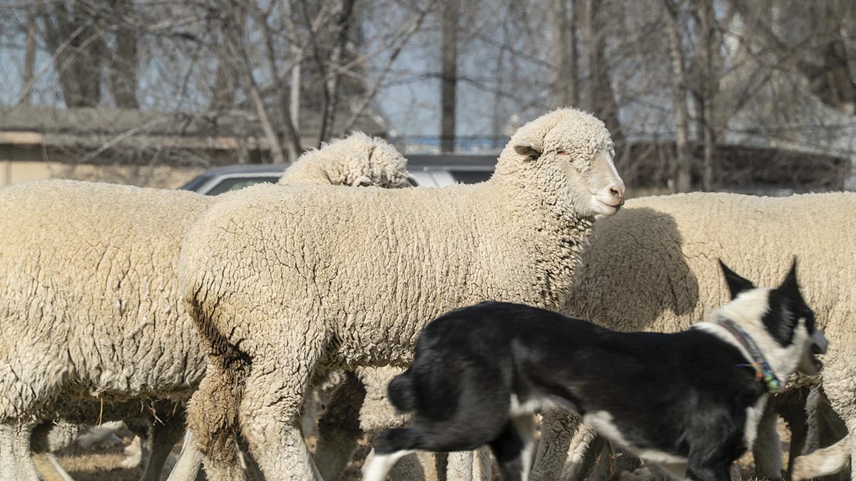 2,200 Sheep march through Caldwell, Idaho